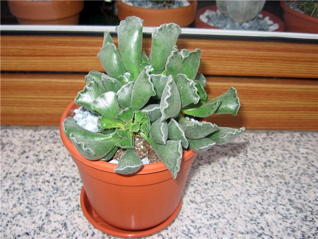 Adromischus